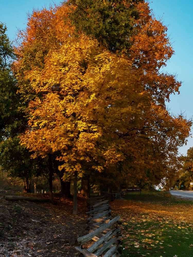 Rural Landscapes - Autumn Maple Tree